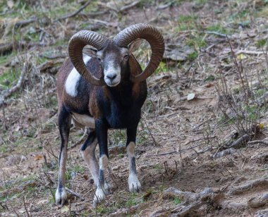 Lacuniacha Vahşi Yaşam Parkı 'nda sonbahar yürüyüşü!