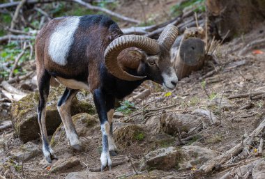 Lacuniacha Vahşi Yaşam Parkı 'nda sonbahar yürüyüşü!