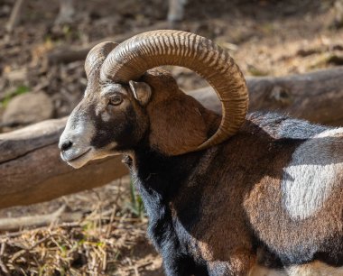 Lacuniacha Vahşi Yaşam Parkı 'nda sonbahar yürüyüşü!