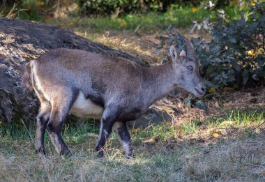 Lacuniacha Vahşi Yaşam Parkı 'nda sonbahar yürüyüşü!