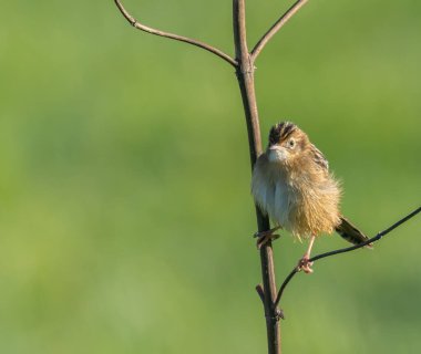 Kuşları günlük yaşamlarının farklı yönlerinde gözlemlemekten ve fotoğraflamaktan asla yorulmam.!