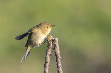 Kuşları günlük yaşamlarının farklı yönlerinde gözlemlemekten ve fotoğraflamaktan asla yorulmam.!