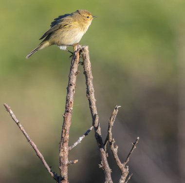 Kuşları günlük yaşamlarının farklı yönlerinde gözlemlemekten ve fotoğraflamaktan asla yorulmam.!