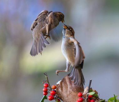 Kuşları günlük yaşamlarının farklı yönlerinde gözlemlemekten ve fotoğraflamaktan asla yorulmam.!