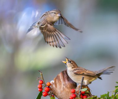 Kuşları günlük yaşamlarının farklı yönlerinde gözlemlemekten ve fotoğraflamaktan asla yorulmam.!
