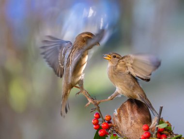 Kuşları günlük yaşamlarının farklı yönlerinde gözlemlemekten ve fotoğraflamaktan asla yorulmam.!