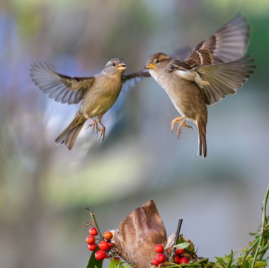 Kuşları günlük yaşamlarının farklı yönlerinde gözlemlemekten ve fotoğraflamaktan asla yorulmam.!