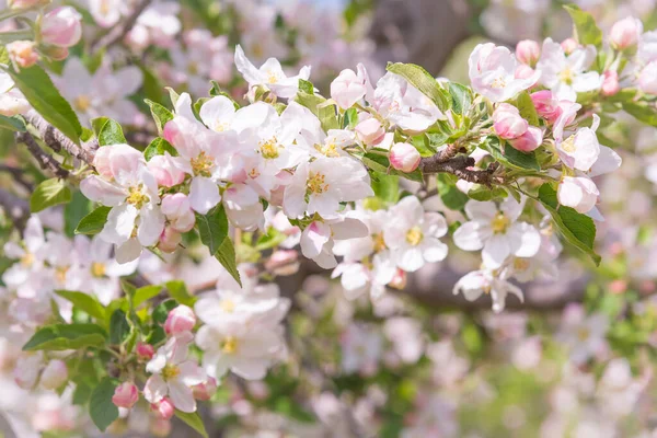 Gros Plan Des Branches Fleurs Sur Pommier Verger Vallée Okanagan — Photo