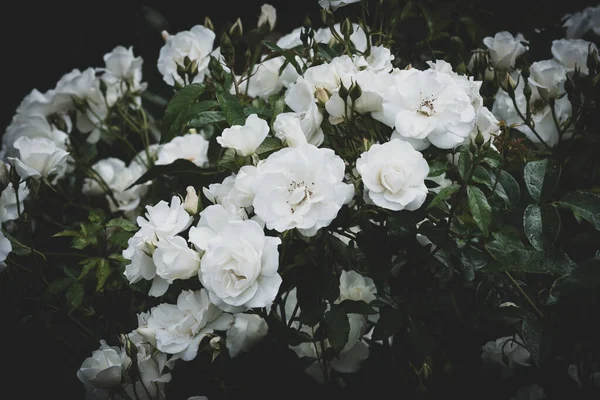 White Roses Glowing Low Evening Light Garden — Stock Photo, Image