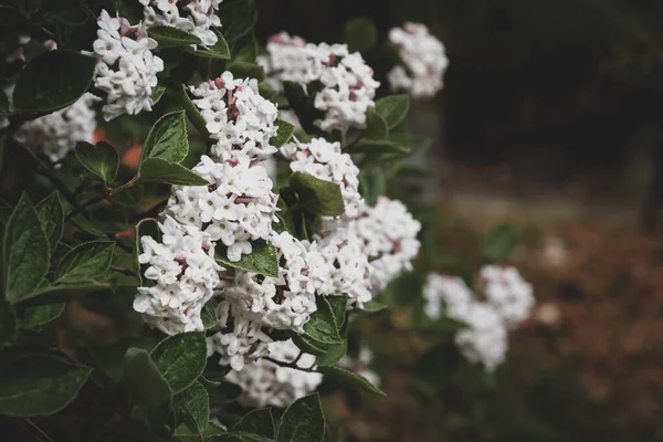 Close White Flowering Viburnum Shrub Springtime — Stock Photo, Image