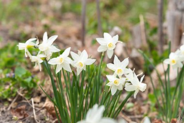 Nisan ayında, Summerland Süs Bahçeleri 'nde çiçek açan beyaz nergislerin yakın çekimi.