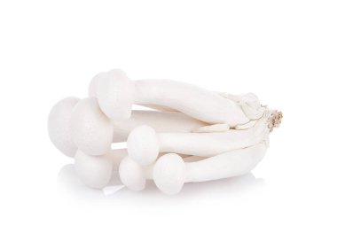 Shimeji mantarı, yenilebilir mantar, beyaz arka planda izole edilmiş..