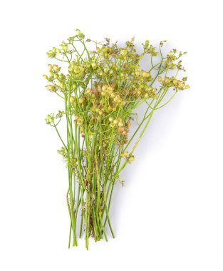 Beyaz arkaplanda limon otu. 