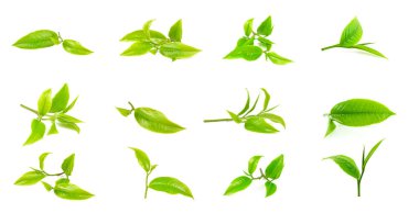 Beyaz arkaplanda yeşil çay yaprağı