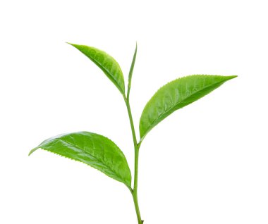 Beyaz arkaplanda yeşil çay yaprağı