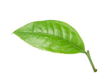 Beyaz arkaplanda yeşil çay yaprağı