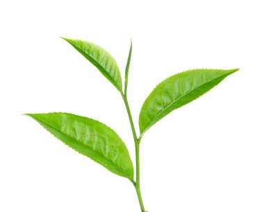 Beyaz arkaplanda yeşil çay yaprağı