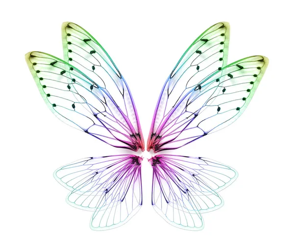 Beyaz arka planda böcek ağustos böceğinin kanatları