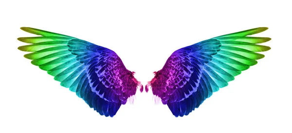 Beyaz arkaplanda kuşun kanadı.