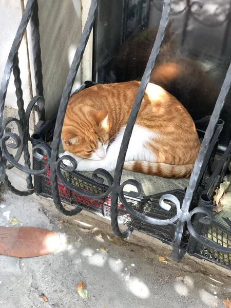 Pomarańczowy Biały Kot Śpiący Zdjęcie Pionowe — Zdjęcie stockowe