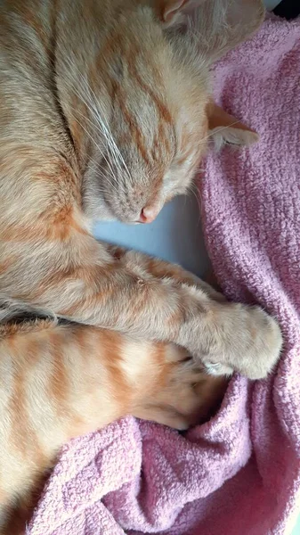 Kızıl Kedi Sabahları Evde Uyuyor — Stok fotoğraf