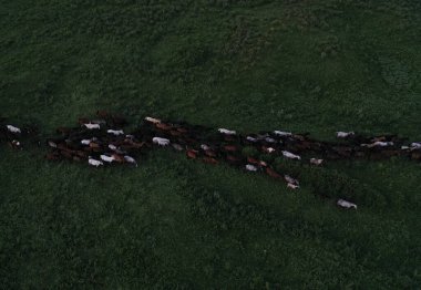 Bozkırda koşan vahşi atlar