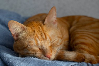 Kızıl kedi sabahları uyuyor.