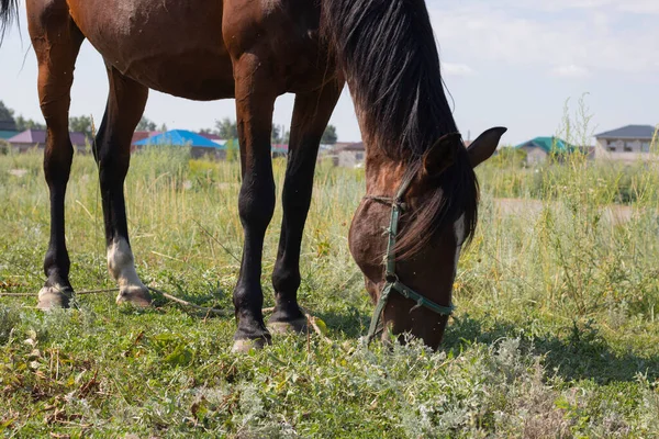 Brązowy Koń Ujeżdżalnią Jedzący Trawę Pobliżu Wioski — Zdjęcie stockowe