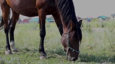 Yazın çiftlikte güzel bir at