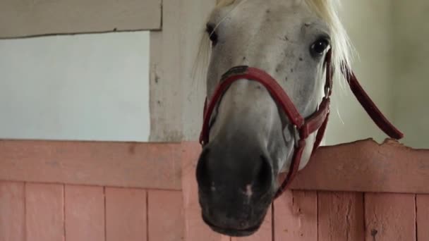 Beautiful Horse Farm Summer Time — Vídeo de Stock