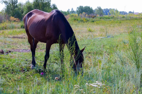 Ciemnobrązowy Koń Jedzący Trawę Wiosce — Zdjęcie stockowe