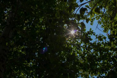 sunlight through green leaves in the forest