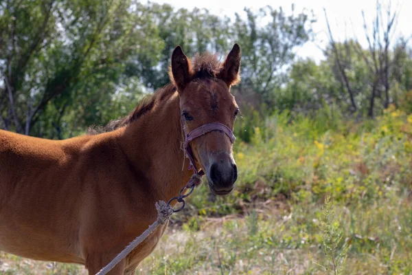 Brown Foal Standing Alone Park — Stockfoto