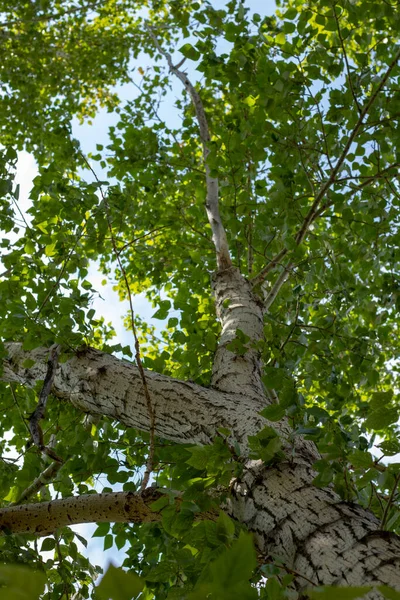 Birch Leaves Background Leaves Summer — Stockfoto