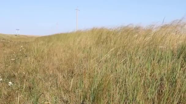 Yellow Wheat Growing Field Agriculture — Stock Video