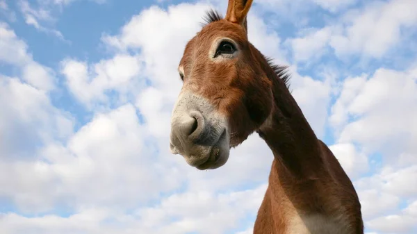 Funny Donkey Looks Camera Close — Stock Photo, Image
