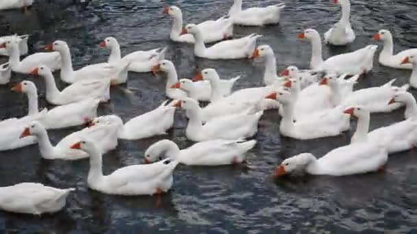 Weiße Gans Schwimmende Gänse Hausgänse Schwimmen Den Fluss Entlang Ein — Stockvideo
