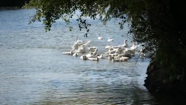 Weiße Gans Schwimmende Gänse Hausgänse Schwimmen Fluss Ein Schwarm Gänse — Stockvideo