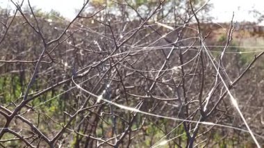 Fiber optik ağaç dallarında, çalılarda ve rüzgarda uçuşan çimlerde görülür. Kontrol ve görüntü için İHA bağlantısı. Çalılıklarda fiber döngüler.