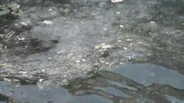 Denizanaları, plastikler ve çöpler denizde su kirliliğine ve çevreye zarar verir.