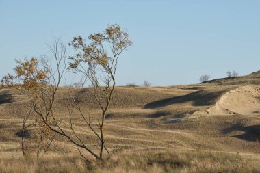 Sandy Grey Kumulları Nida, Neringa, Litvanya 'daki Curonian Spit' te