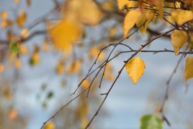 Sonbahar arka planında altın yapraklar, sonbahar yaprakları...