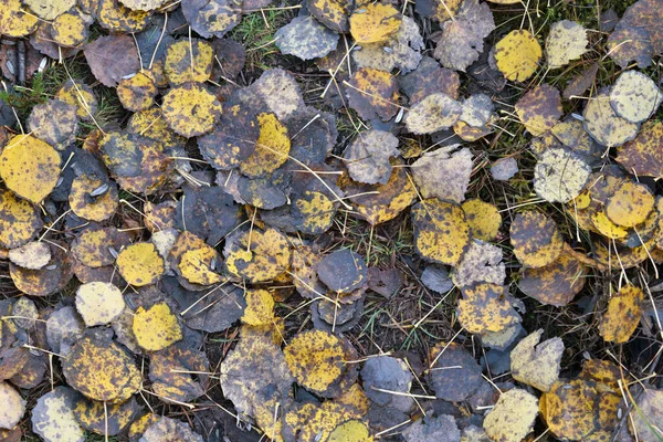 Падшие Коричневые Желтые Осенние Листья Земле История Концепции Природы — стоковое фото