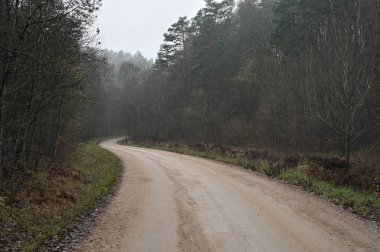 Doğal ortam. Sonbaharda orman doğası. Doğadaki yol. Doğa, dallar ve ağaçlar. Doğada seyahat..