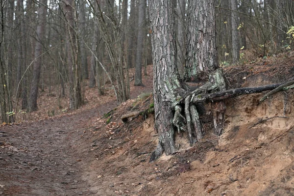 Raízes Árvores Floresta Caminho Turístico Outono — Fotografia de Stock