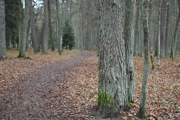 Natürliche Umwelt Waldnatur Herbst Straße Der Natur Natur Äste Und — Stockfoto