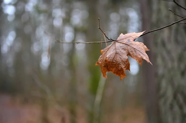 Hoja Rama Bosque Otoño Primer Plano Fondo Borroso — Foto de Stock