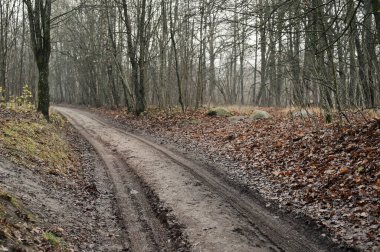Doğal ortam. Sonbaharda orman doğası. Doğadaki yol. Doğa, dallar ve ağaçlar. Doğada seyahat..