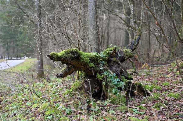 Gruseliger Baumstumpf Wie Ein Mythischer Wütender Hund Oder Tier Waldpark — Stockfoto