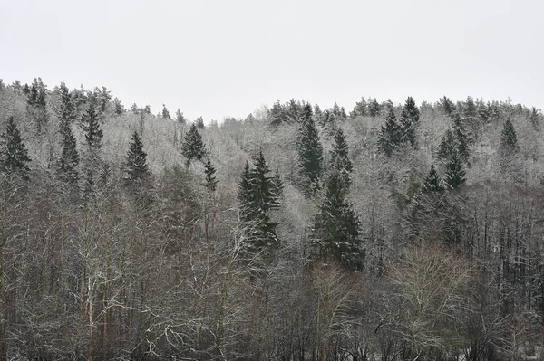 Zimowy Krajobraz Śnieżne Zimowe Drzewa Zimowy Śnieżny Dzień Monochromatyczne Tło — Zdjęcie stockowe